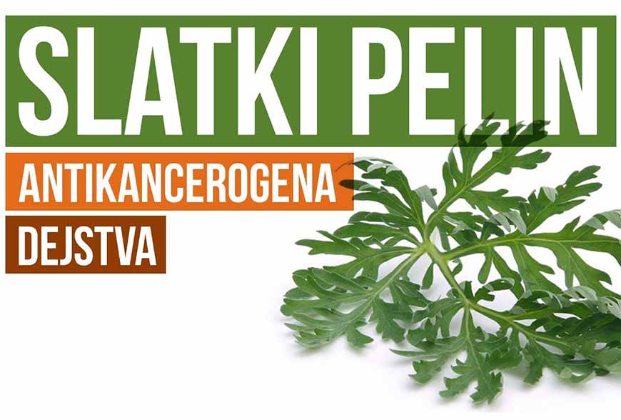 Slatki pelin uništava gljivice i bakterije