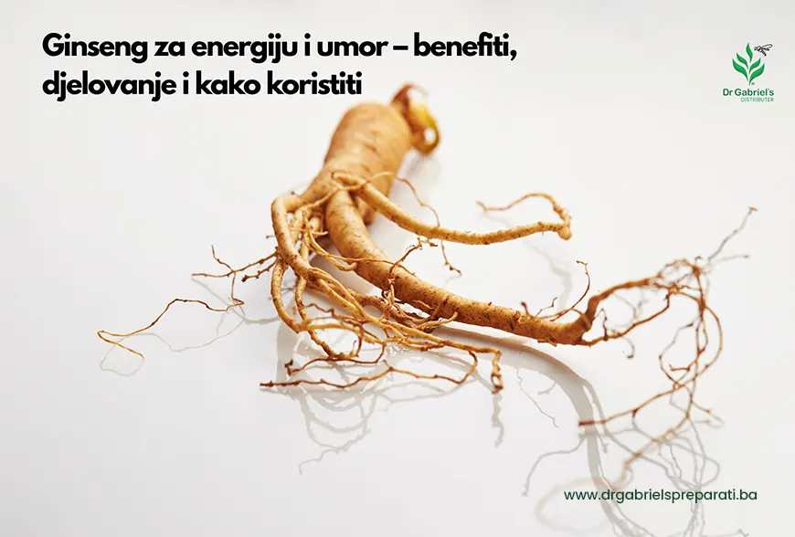 Ginseng za energiju – može li pomoći kod umora i iscrpljenosti?
